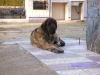 Filename=SANY2720.JPG
Filesize=154KiB
Dimensions=640x480
Date added=%929 %11, %2010 SANY2720.JPG