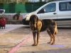 Filename=SANY2729.JPG
Filesize=154KiB
Dimensions=640x480
Date added=%929 %11, %2010 SANY2729.JPG