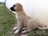 Filename=NOVA_2_10_weeks.jpg
Filesize=64KiB
Dimensions=640x480
Date added=%528 %06, %2008 NOVA_2_10_weeks.jpg
