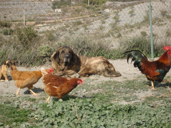 MANTA CUIDADO A LAS GALLINAS
Keywords: delfos TOLO