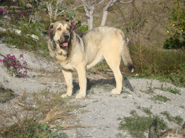INDIA 20 MESES 
JUNCO DE GALISACHO X CARLA DE HAZA DE CESTO
Keywords: delfos TOLO
