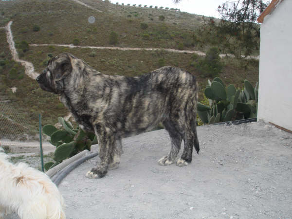 Tolo de Fuente Mimbre 5 Meses
MOROCO DE FUENTE MIMBRE X SIERRA DE VALDEJERA 
Keywords: delfos