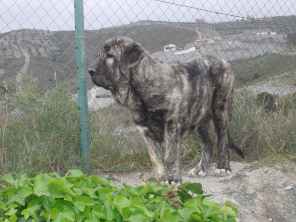 TOLO DE FUENTE MIMBRE 5 MESES 
MOROCO DE FUENTE MIMBRE X SIERRA DE VALDEJERA 
Keywords: delfos TOLO