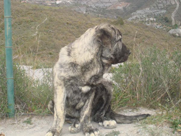 TOLO DE FUENTE MIMBRE 5 MESES 
MOROCO DE FUENTE MIMBRE X SIERRA DE VALDEJERA 
Keywords: delfos