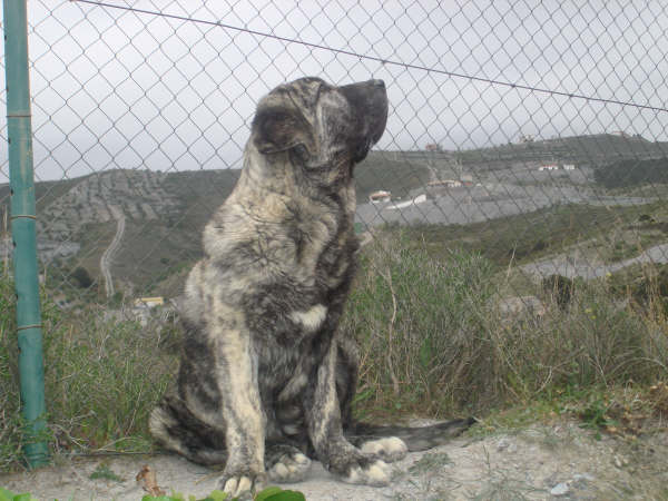 TOLO DE FUENTE MIMBRE 5 MESES
MOROCO DE FUENTE MIMBRE X SIERRA DE VALDEJERA 
Keywords: delfos