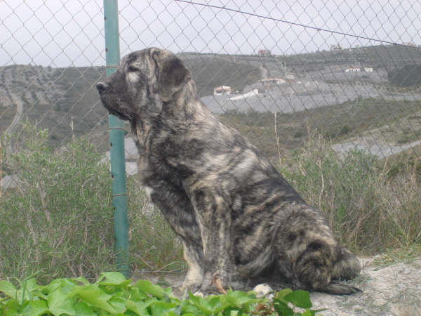 Tolo de Fuente Mimbre 5 meses
MOROCO DE FUENTE MIMBRE X SIERRA DE VALDEJERA 
Keywords: delfos TOLO