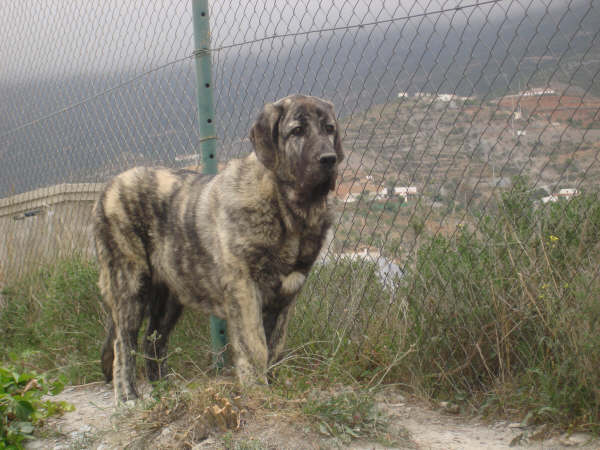 Tolo de Fuente Mimbre  5 meses
MOROCO DE FUENTE MIMBRE X SIERRA DE VALDEJERA 
Keywords: delfos tolo