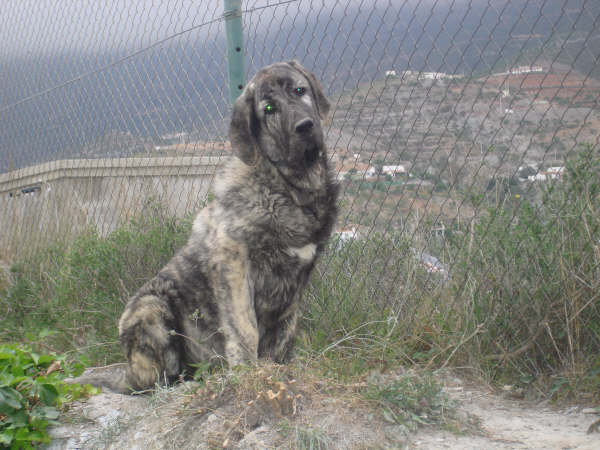 TOLO DE FUENTEMIMBRE
MOROCO DE FUENTE MIMBRE X SIERRA DE VALDEJERA 
Keywords: delfos TOLO