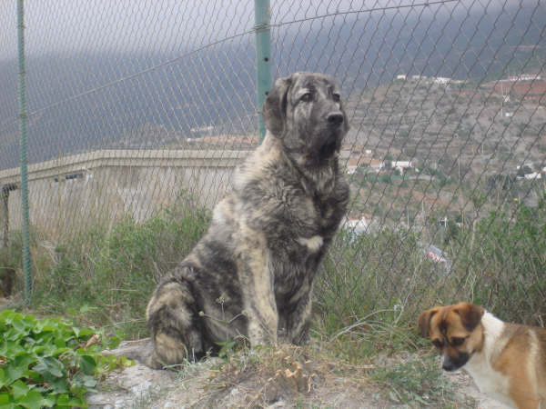 TOLO DE FUNTEMIMBRE 5 MESES
MOROCO DE FUENTE MIMBRE X SIERRA DE VALDEJERA 
Keywords: delfos TOLO