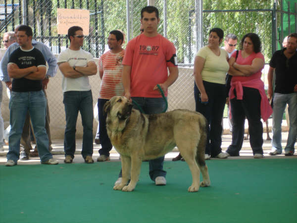 INDIA EN ARCHIDONA 
JUNCO DE GALISANCHO X CARLA DE HAZA DE CESTO
Keywords: delfos INDIA