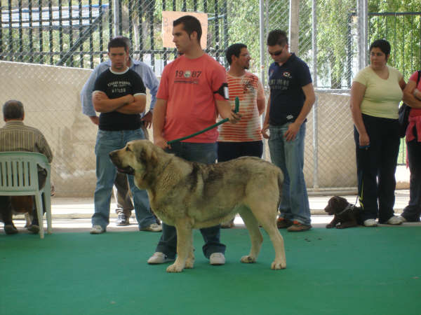 INDIA EN RCHIDONA
JUNCO DE GALISANCHO X CARLA DE HAZA DE CESTO
Keywords: delfos INDIA