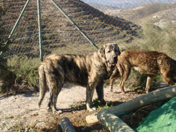 Tolo de Fuentemimbre 12 meses
moroco de fuentemimbre x sierra de valdejera
Keywords: delfos tolo