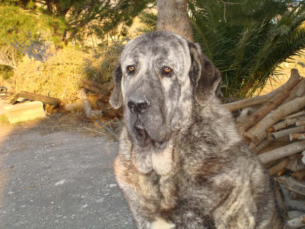 TOLO DE FUENTEMIMBRE
MOROCO DE FUENTEMIMBRE X SIERRA DE VALDEJERA
Keywords: delfos TOLO