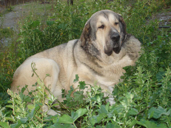 INDIA DE CERROS DEL AGUILA
JUNCO DE GALISANCHO X CARLA DE HAZA DE CESTO
Keywords: delfos INDIA