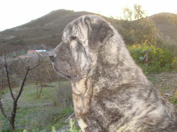 TOLO DE FUENTEMIMBRE
MOROCO DE FUENTEMIMBRE X SIERRA DE VALDEJERA
Keywords: delfos TOLO