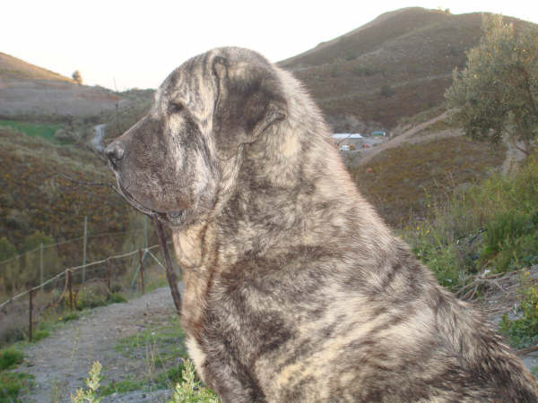 TOLO DE FUENTEMIMBRE
MOROCO DE FUENTEMIMBRE X SIERRA DE VALDEJERA
Keywords: delfos TOLO