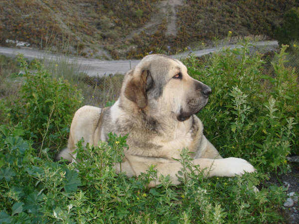 INDIA DE CERROS DEL AGUILA
JUNCO DE GALISANCHO X CARLA DE HAZA DE CESTO
Keywords: delfos INDIA