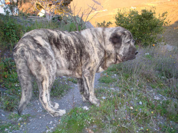 TOLO DE FUENTE MIMBRE 15 MESES
MOROCO DE FUENTEMIMBRE X SIERRA DE VALDEJERA
Keywords: delfos TOLO