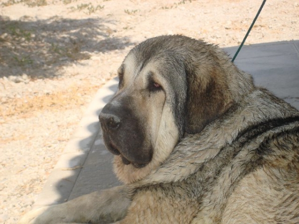 INDIA DE CERRO DEL AGUILA
JUNCO DE GALISANCHO X CARLA DE HAZA DE CESTO
Keywords: delfos head portrait cabeza INDIA