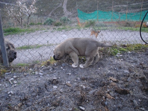 LEON DE MONTES DEL FOS
LEON CON 45 DIAS DE VIDA 
INDIA X TOLO
Keywords: delfos