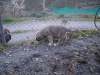 Filename=DSC08394.jpg
Filesize=114KiB
Dimensions=640x480
Date added=%099 %15, %2010 DSC08394.jpg