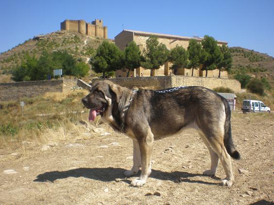 MANDARINA I DE CAMPOLLANO CON 15 MESES
Keywords: PERRO MASTIN DAVALILLO