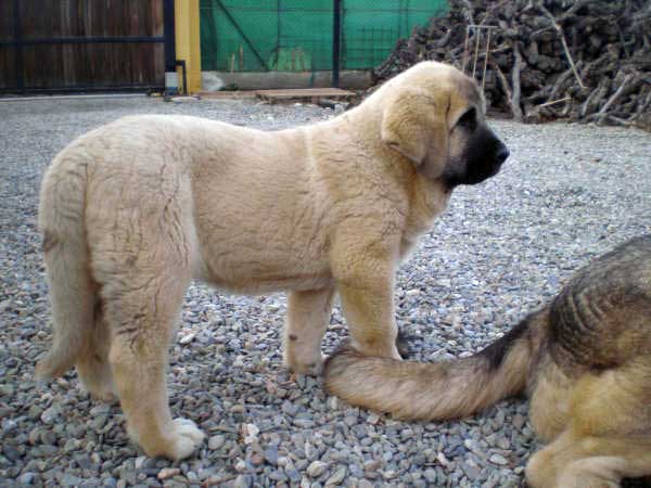 Nuestra "NUBE" (nombre pedigree... Linda- hija de Cain de Campollano x Joya de Tornado Erben)
Keywords: mastalaya