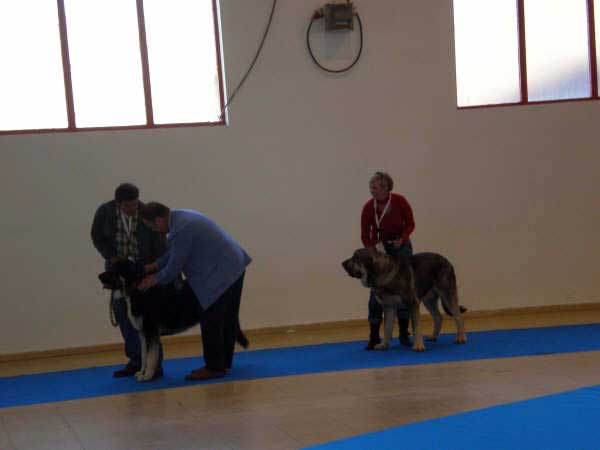 Milo (Onega de Campollano): EXC. 1 in 'jovenes machos', National Dog Show Granada, 14.02.09
Mejor joven  absoluto en Nacional y Internacional de Granada
Keywords: mastalaya