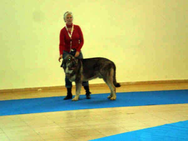 Milo (Onega de Campollano): EXC. 1 in 'jovenes machos', National Dog Show Granada, 14.02.09
Keywords: mastalaya