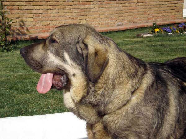 Milo (Onega de Campollano) 
MILO DIA 14 DE FEB , LA COMPETICION CANINA DE GRANADA , SE QUEDO PRIMERO EXCELENTE EN MACHOS JOVENES EN LA NACIONAL, EN EL DIA 15 DE FEB SE QUEDO PRIMERO EXCELENTE EN LA INTERNACIONAL. 
Keywords: mastalaya