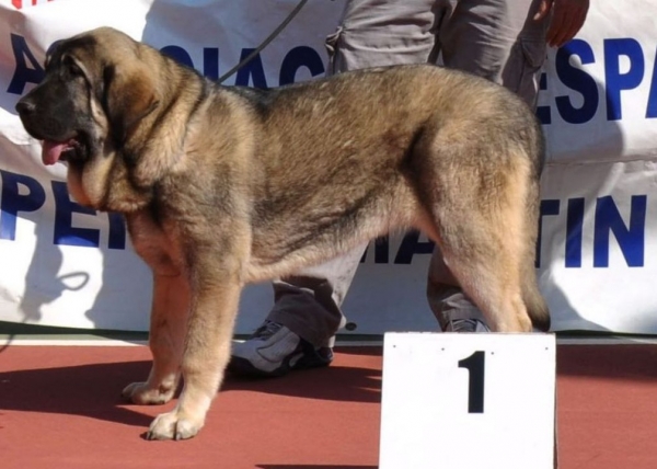 Amora de Mastalaya 1º cachorras hembras, Mejor Cachorro Torrenueva AEPME monografica 2012 ( CH:Onega de Campollano x Linda) 
Amora de Mastalaya 1st place puppies female class, best overall puppy. 

Keywords: Amora de Mastalaya