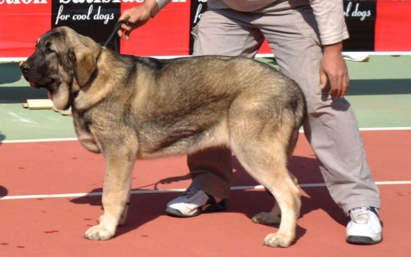 Amora de Mastalaya  1º cachorras hembras Torrenueva AEPME monografica 2012 Granada
Amora de Mastalaya, 1st place in puppys female class. 
( Ch Onega de Campollano x Linda) 
Keywords: Amora de Mastalaya