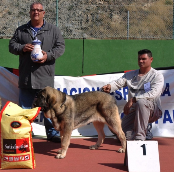 Amora de Mastalaya ( Ch. Onega de Campollano x Linda) Mejor Cachorro absoluto Torrenueva AEPME Monografica 2012 Granada 
Amora de Mastalaya best overall puppy. 
Keywords: Amora de Mastalaya