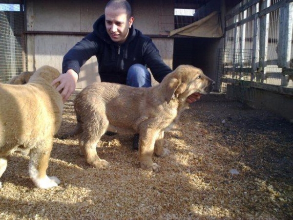 CACHORRAS DE 4 ELEMENTOS ROBADOS DIA DE LOS REYES EN LEON.
HOLA TODOS , SOY TREISI, QUIERO AVISAR A TODOS SOBRE UN ROBO DE CACHORROS EN LEON DEL CRIADERO CUATRO ELEMENTOS. 
HAN ROBADO DOS HEMBRAS DEL CRIADERO EL DIA DE LOS REYES, SON LAS DOS CACHORRAS ESPECTACULARES, CON MUCHA HUESO, PIELES Y CABEZAS ANCHAS Y CUADRADAS. SI ALQUIEN SABE ALGO DE ESTA ROBO, O ALQUIEN ENTENTA VENDERTELAS POR FAVOR AVISA LA POLICIA DE LEON, O JUAN CARLOS EL PRESIDENTE DE LA AEPME. 
HE PUESTO LOS FOTOS EN FACEBOOK EN LA PAGINA DE MASTIN ESPAÑOL , PUEDES ARREGAR LOS FOTOS Y MANDARLOS A TODOS SU CONTACTOS POR FAVOR, POR LO MENOS AVISAMOS TODO EL MUNDO SOBRE ESTA ROBO ,Y HACEMOS LA VIDA MAS DIFICIL PARA LOS LADRONES, SI ENTENTAN A VENDERLOS O COMPETIR CON ELLOS. OJALA TODOS MANTENGAN LOS OJOS ABIERTOS Y PELADAS, Y NOS ENCUENTRAN ELLOS, Y SE DEVUELVAN CON SU DUEÑO JUAN CARLOS.  HAY DOS FOTOS , FIJANSES POR FAVOR.ESTA ES MAS OSCURA Y UN POCO MAS BAJITA, LA OTRA ES MAS CLARA Y UN POCO MAS ALTA. 
UN SALUDO A TODOS Y MUCHAS GRACIAS POR SU ATENCION Y COLORABORACION.  
JUAN CARLOS  667 70 80 18   Juan Carlos Lopez Gonzalez (cuatro-elementos-mastin@hotmail.com) 

TREISI.  
