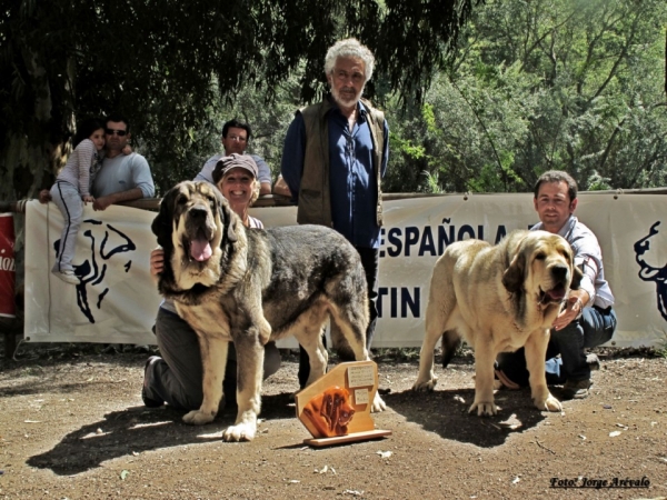 Velez Benaudalla 2011 aepme monografica- Mejor macho Onega de Campollano
Keywords: Milo / CH. Onega de Campollano