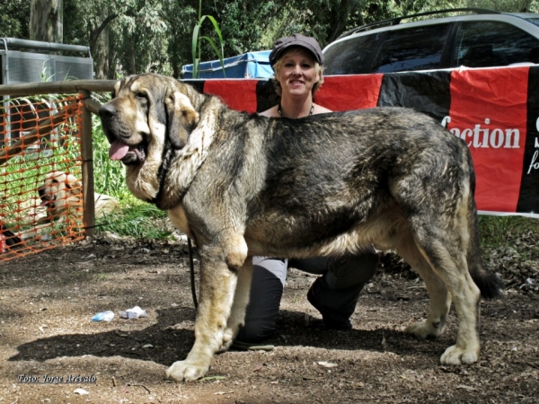 Onega de Campollano 
Mejor Macho Absoluto 2011 Velez Benaudalla Granada 

Best male of show  2011 Velez Benaudalla Granada 

Keywords: Onega de Campollano / Milo/CH. Onega de Campollano