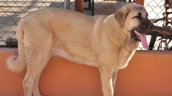 LINDA 7meses /7months old
"Linda"  (nuestro Nube) Julio 2009
Keywords: mastalaya