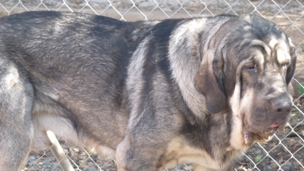 ONEGA DE CAMPOLLANO
18 meses/months old. 
Keywords: Onega de Campollano/MASTALAYA