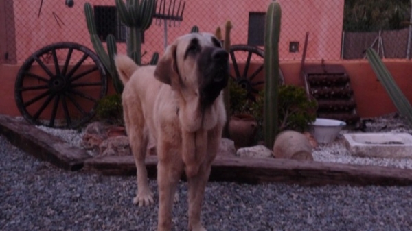 LINDA ( nuestra Nube) 
Nube con 10 meses de edad. 
Nube 10 months old
Keywords: MASTALAYA