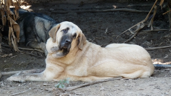 LINDA ( nuestra Nube) 
tumbado en el barro.
lying down in the mud. 
Keywords: Linda