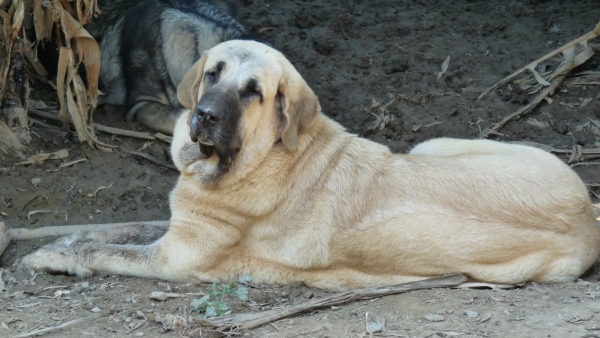 Tumbado en el barro, lying down in the mud
our baby girl (Nube) loves it in the cool mud under the banana trees! 
nuestro chiquidita,le encanta esta en barro debajo los plataneras, es muy refrescante. 
Keywords: Linda / Mastalaya