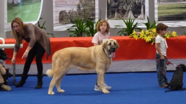 Natalie Hernandez Pemberton, mastinera in the making! Nuestra Hija Mastinera con casi 8 años!!
Natalie came in second place for juvenile dog handler she took our 11 month  Nube(Pedigree name Linda)  into the ring, 
it was Natalies first time in the ring and she did a wonderful job, we are so proud of her!! and of course the two of them as a team!
Natalie saco segunda plaza presentador juvenile con nuestra cachorra Nube con 11 meses, era su primera vez y lo hizo fenomenal, estamos muy muy ogullosos de ella! y claro de las dos como equipo! 
Keywords: LINDA/ MASTALAYA