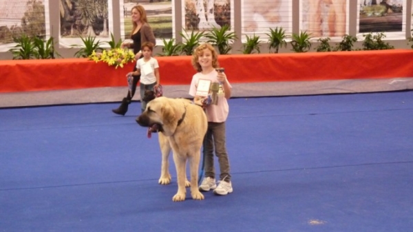 Natalie Hernandez Pemberton, 2nd place juvenile dog handler!!!
To see a little kid that weighs a third of Nubes weight take out a dog that big into the ring, well it was spectacular to see, people were amazed at her strength and her determination!!
She has watched us and friends take dogs out , and did the best job in the world,she really tried so hard doing everything she has seen adults doing in the rings and to achieve getting a meddle on her first ever show well you can all imagine how proud we are of her!!! Her trophy is proudly sitting on a shelf in our lounge! We , our friends and family are all so very proud of her!!!
Natalie saco 2nd en presentador juvenile, hizo fenomenal, saco un perro enorme en comparison con su propio tamaño. Gente quedo con la bocas abiertas mirando la fuerza y determinacion de Natalie con nuestra perra de 11 meses. Ella ha visto nosotros y otra amigos y gente sacando perros y hizo todo igual !!como se fue un profesional !! Estamos muy muy ogullosa de ella, y para la primera vez que salga en el ring de venir con un trofeo pues imaginarte! Su trofeo esta puesta en nuestro salon.

Las dos hizo fenomenal y nosotros como los amigos y familia de Natalie, estamos tan ogulloso de ella. 
Keywords: Natalie our junior mastinera!!