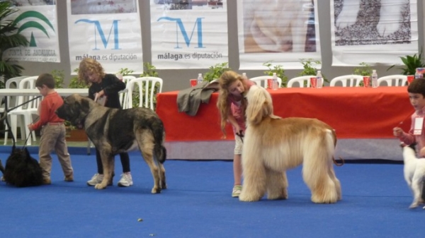 Natalie Hernandez Pemberton con Bachata de la Gorgoracha competiendo... 
Natalie nuestra hija, saco BACHATA DE LA GORGORACHA la cachorra de nuestro amigos Paco y Alicia, para competir Domingo. 
Las dos hizo muy bien, habia muchismo niños y perros de todos los razas. Es un buen practica para Natalie, y le doy un gran gracias a Paco en dejar Natalie llevar su cachorra  Bachata que es una perra preciosa y muy buena, de salir  en el ring juntos y no conocer uno al otro hizeron increiblemente bien!!! 
Natalie our daughter took our friends puppy Bachata de la Gorgoracha out in the ring on Sunday to compete with the other children, her owners are Paco and Alicia. It was a great experience for Natalie and I give a big huge thanks to Paco for letting Natalie take his pup in the ring, Bachata and Natalie don't know each other very well, and to go out and show together they did incredibly well. Bachata is a gorgeous pup and very well behaved!

Keywords: Natalie our junior mastinera!!