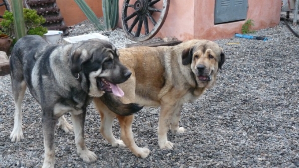 Onega de Campollano y Wapa de Danca Cotufa ... 
de novios... honey mooning! 
Wapa is staying with us for a few days, esta Wapa con nosotros unos dias. 
Keywords: Onega de Campollano / Mastalaya