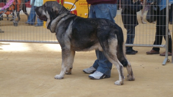 ONEGA DE CAMPOLLANO  exc 2nd, intermedia machos. 
Onega de Campollano,competing in Atarfe Granada with Jose. 
Keywords: Onega de Campollano / Mastalaya