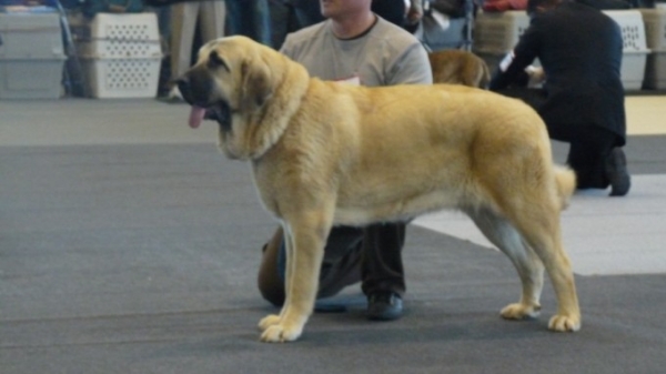 Linda competiendo / competing  Alicante Dic 5 2009. Young females class , Jovenes hembras. 
4 excelente en la canina nacional Alicante. 4th excelente in the canine national show young females class
5 excelente en la monografica de la AEPME Alicante clase Joven hembras , 5th excelant in the monografic by the Aepme.  

Keywords: Linda ( nuestra Nube)