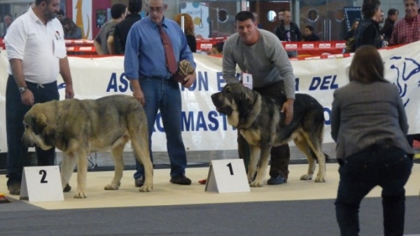 ONEGA DE CAMPOLLANO machos intermedia 1excelente Aepme Monografica Alicante.  
Onega machos intermedia -males intermediate class 1st excelant. 
a lado nuestro amigo Manu con Watson de Danca Cotufa. 
Keywords: Onega de Campollano