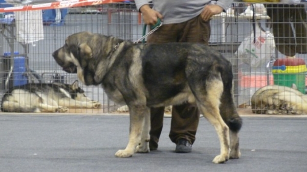 ONEGA DE CAMPOLLANO
competiendo en Alicante. 
primero excelente machos intermedia en la competicion de la canina Alicante, y primero excelente en la monografica AEPME clase machos intermedia.
1st excelant in the canine show in intermediate males and 1st excelant in the Aepme monografic show intermediate males.  
Keywords: Onega de Campollano