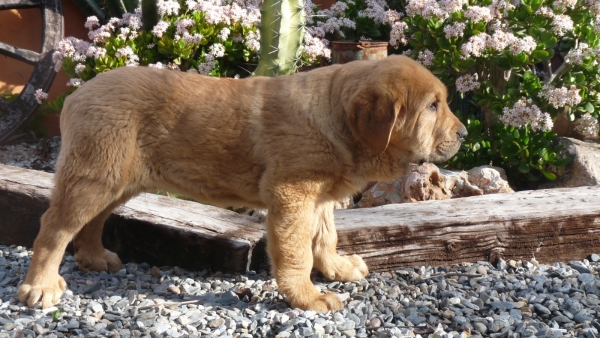 CLOE DE LOS CUATRO ELEMENTOS 
nuestra nueva cachorra, our new pup Cloe! 


Keywords: CLOE DE LOS CUATRO ELEMENTOS